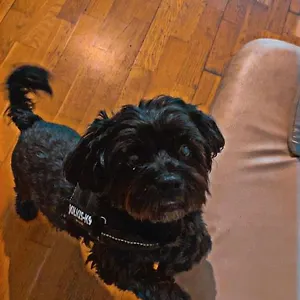  Ostello Black Dog Ungheria